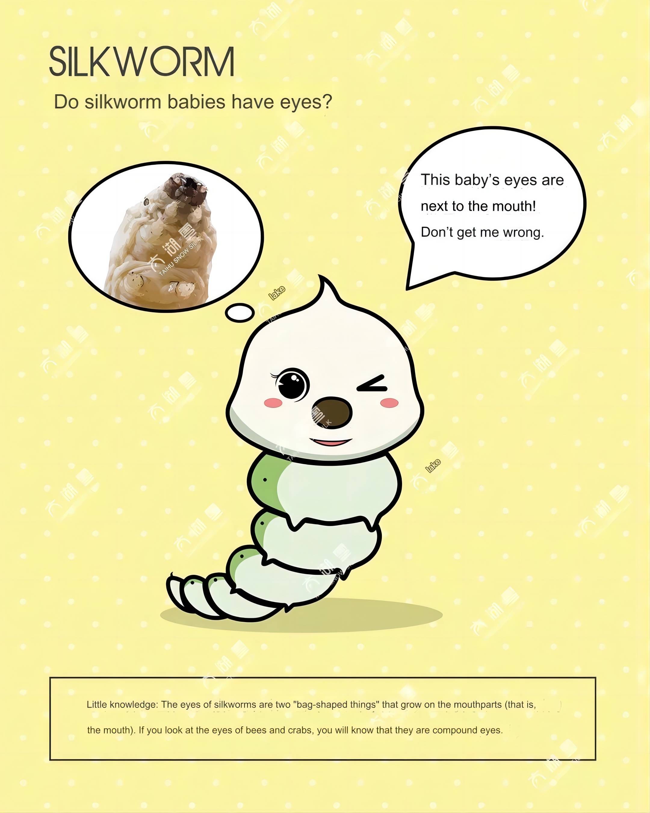 ¿Los gusanos de seda tienen ojos?(1)