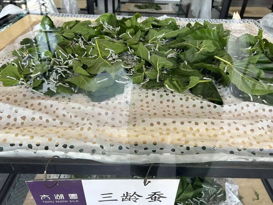 Seda de nieve de Taihu (9)
