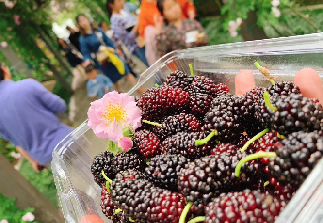 fruta fresca de morera